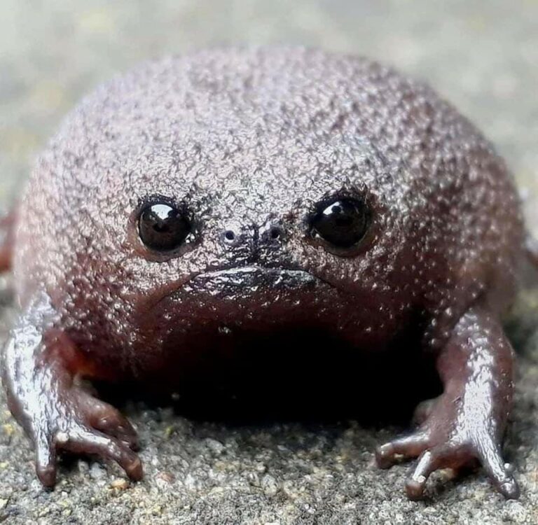 Black Rain Frog - coricks